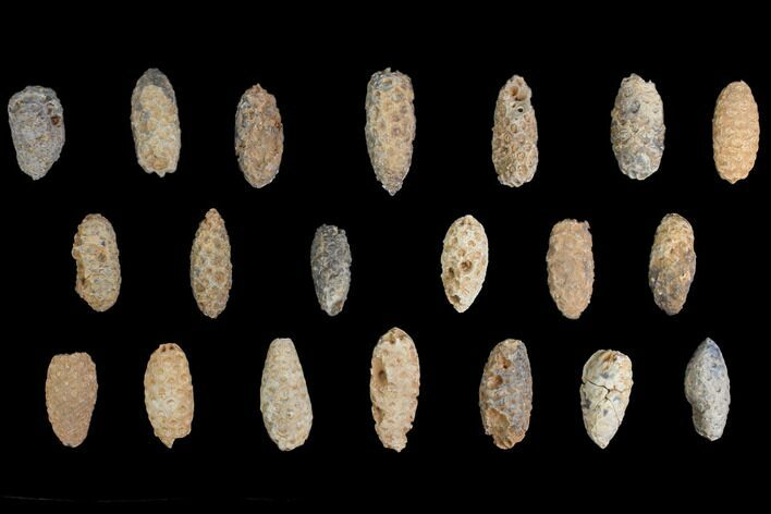 Lot: Fossil Seed Cones (Or Aggregate Fruits) - Pieces #148860